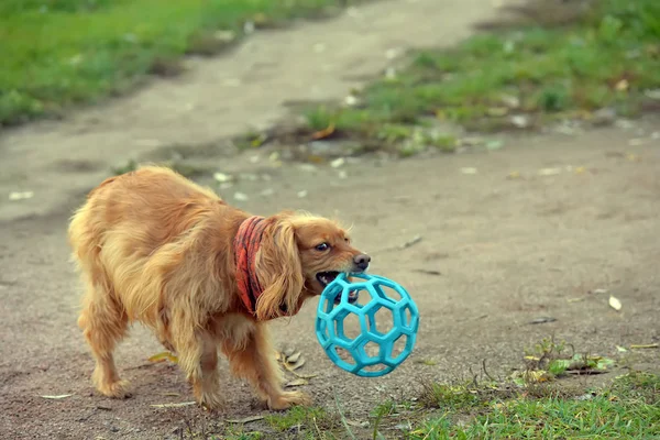 Κοκκινοκέφαλος σκύλος σπανιέλ παίζει — Φωτογραφία Αρχείου