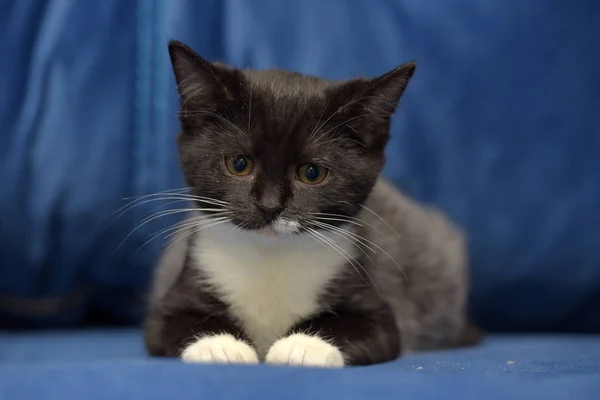 Cute black and white little kitten — Stock Photo, Image