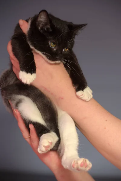 Милый черный и белый маленький котенок — стоковое фото
