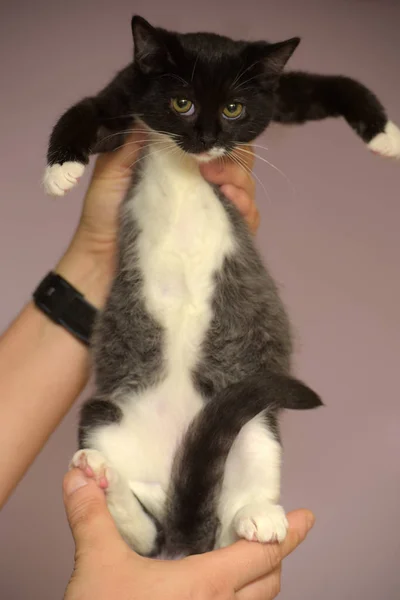 Милий чорно-білий маленький кошеня — стокове фото