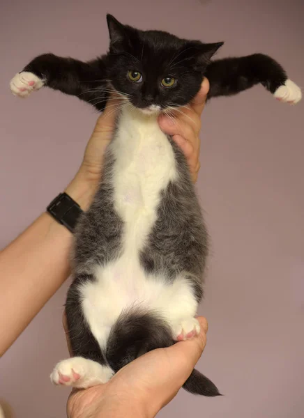 Cute black and white little kitten — Stock Photo, Image