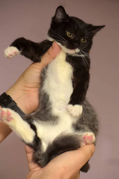 Lindo negro y blanco poco gatito — Foto de Stock