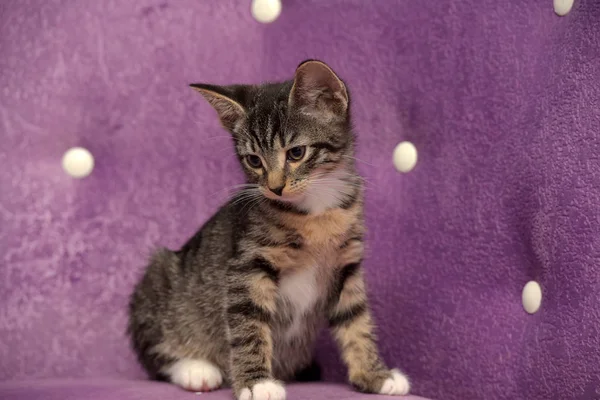 Sevimli çizgili Avrupalı kısa boylu kedi yavrusu — Stok fotoğraf