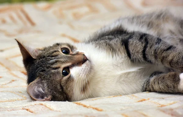 Striped with white young cat lies — Stock Photo, Image