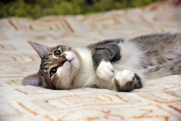 Rayé avec blanc jeune chat mensonges — Photo