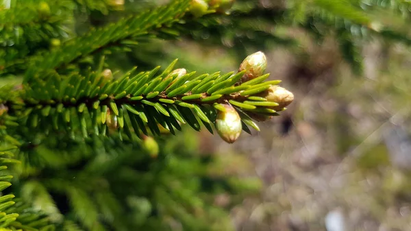 Young Twigs Christmas Tree Spring — Stock Photo, Image