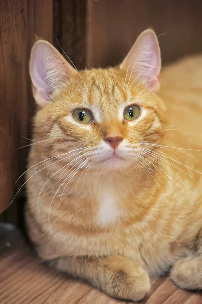 Gato Lindo Rojo Blanco —  Fotos de Stock