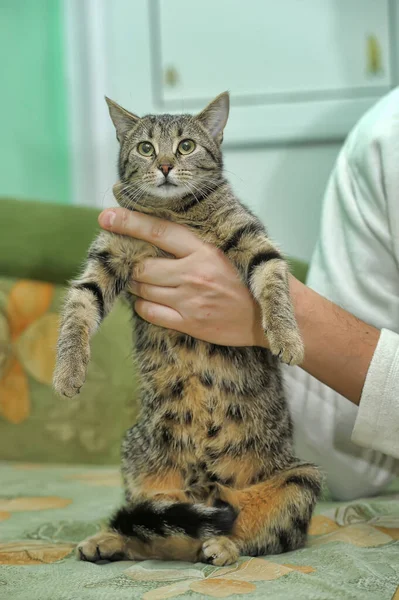 Bonito Listrado Doméstico Gato Mãos — Fotografia de Stock