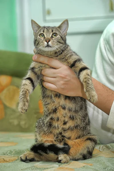 Bonito Listrado Doméstico Gato Mãos — Fotografia de Stock