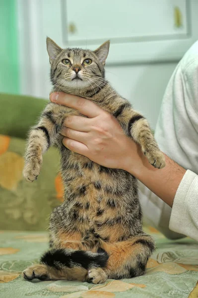 손에는 귀여운 줄무늬 집고양이 — 스톡 사진