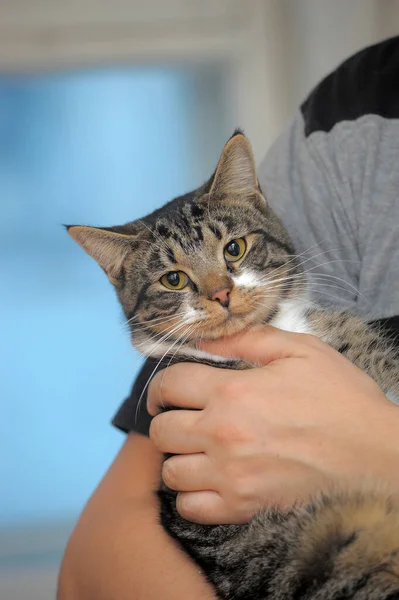 Carino Gatto Domestico Strisce Mano — Foto Stock