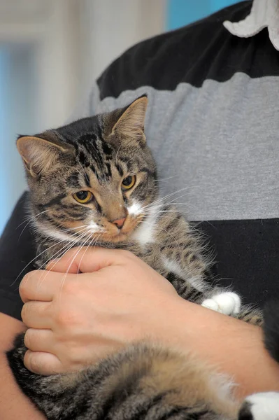 Niedliche Gestreifte Hauskatze Den Händen — Stockfoto