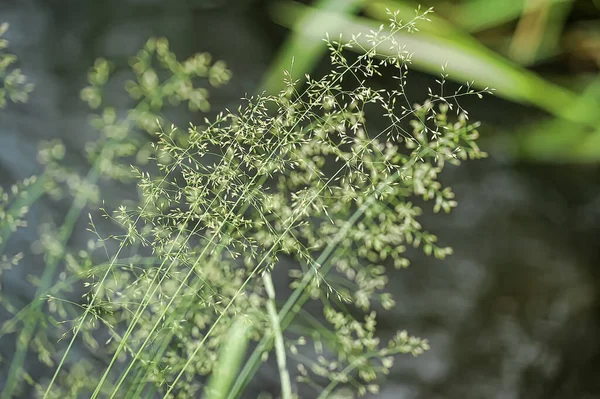 Zelené Uši Trávy Letním Poli — Stock fotografie