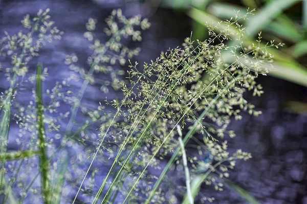 Зелені Вуха Трави Літньому Полі — стокове фото