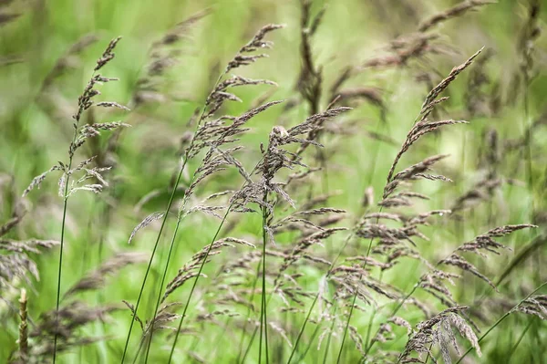 Зелені Вуха Трави Літньому Полі — стокове фото