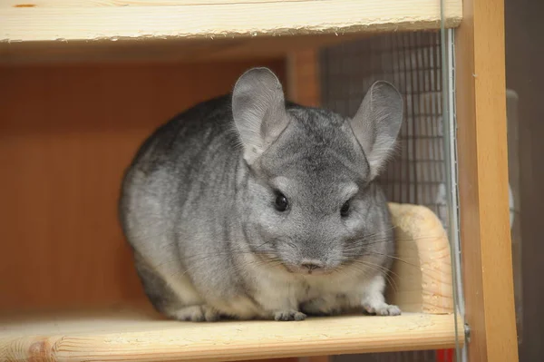 Funny Face Domestic Chinchilla Close — Stock Photo, Image