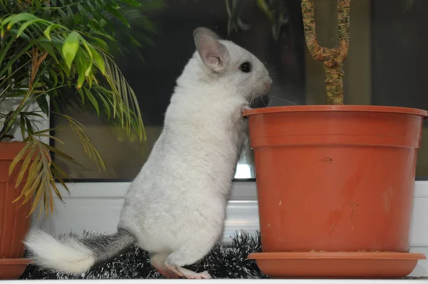 Visage Drôle Chinchilla Domestique Gros Plan — Photo