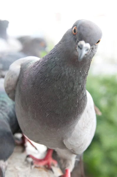 Close Belo Retrato Pombo — Fotografia de Stock