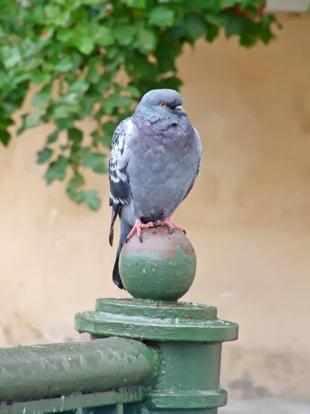 Close Belo Retrato Pombo — Fotografia de Stock