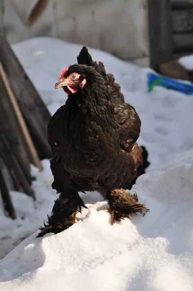 Black Chicken Barn Portrait Chicken — Stock Photo, Image
