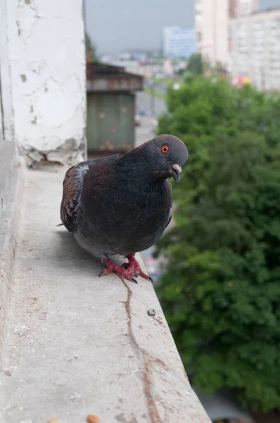 Palomas Pie Alféizar Ventana —  Fotos de Stock