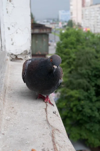 창턱에서 비둘기 — 스톡 사진