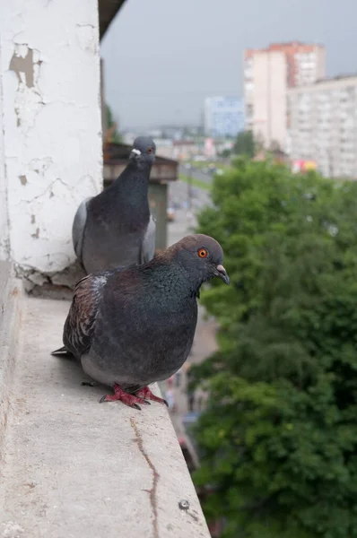 Pencere Kenarında Duran Güvercin Kuşları — Stok fotoğraf