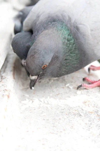 Pássaros Pombo Peitoril Janela — Fotografia de Stock