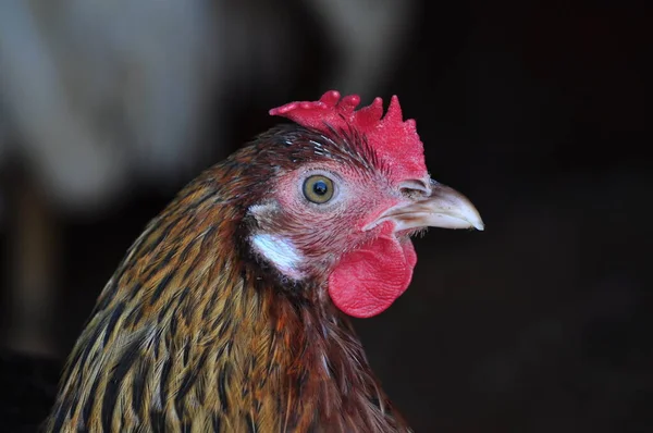 Image Head Hen Natural Background Stock Picture