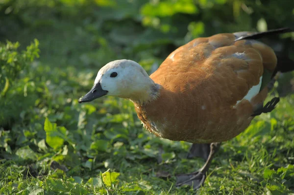 Profil Ruddy Shelduck Tadorna Ferruginea Fuß Auf Dem Boden — Stockfoto