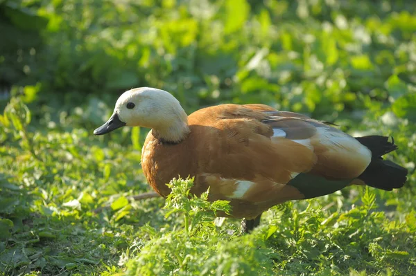 Profile Ruddy Shelduck Tadorna Ferruginea Walking Ground — Stock Photo, Image