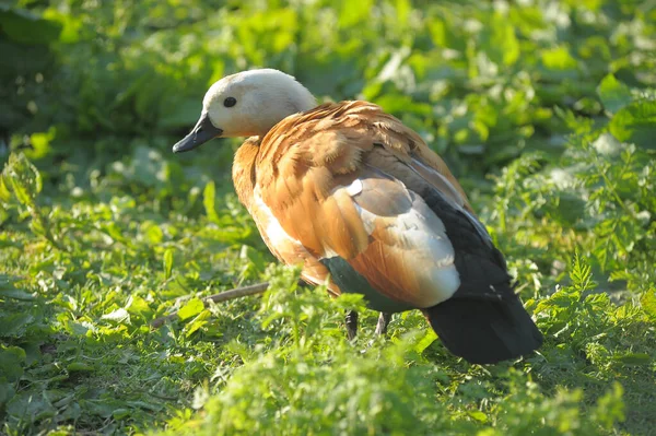 Profil Ruddy Shelduck Tadorna Ferruginea Marchant Sur Sol — Photo