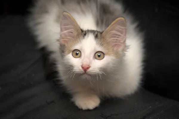 Weiß Mit Grauen Niedlichen Flauschigen Kätzchen Liegt Auf Dunklem Hintergrund — Stockfoto