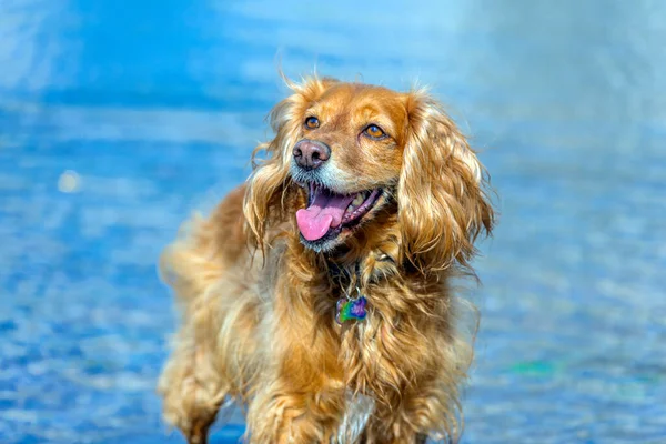 Red English Spaniel Bathes Lake Shakes Splashes — Stock Photo, Image