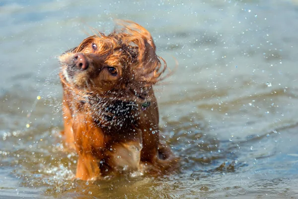 Red Inglês Spaniel Banha Lago Sacode Salpicos — Fotografia de Stock