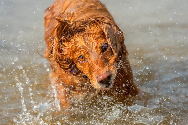 Red Inglês Spaniel Banha Lago Sacode Salpicos — Fotografia de Stock