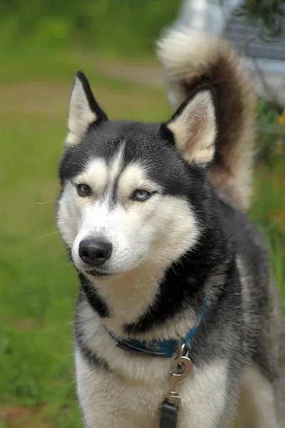 Grigio Con Ritratto Bianco Husky Estate — Foto Stock