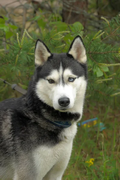 Szary Białym Portretem Husky Lecie — Zdjęcie stockowe