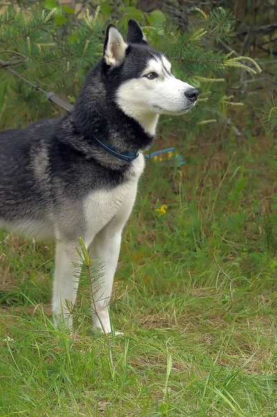 Grau Mit Weißem Husky Porträt Sommer — Stockfoto