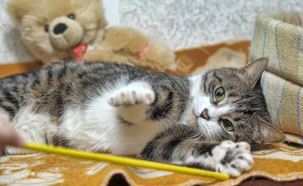 Çizgili Beyaz Avrupalı Kısa Boylu Kedi Yalan Söylüyor — Stok fotoğraf