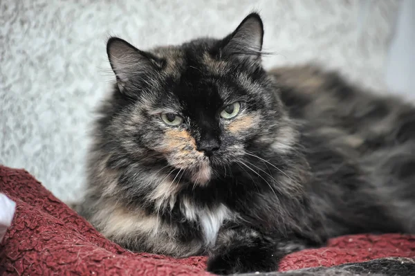 Poesje Pluizige Poes Met Drie Kleuren — Stockfoto