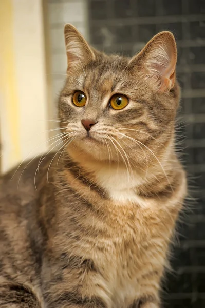 Cinza Com Branco Bonito Gato Retrato — Fotografia de Stock