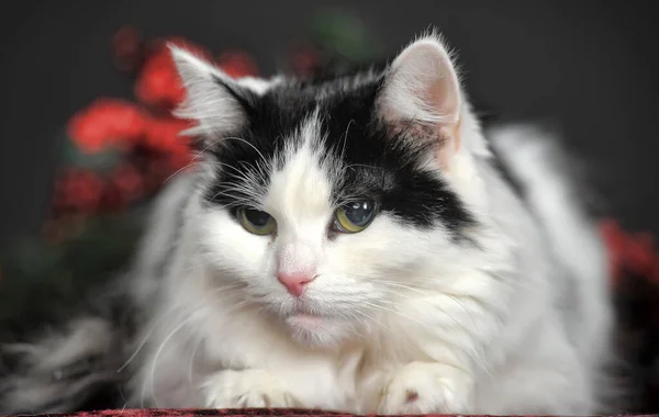 Пушистый Милый Белый Черной Кошкой Студии Темном Фоне Лежит — стоковое фото