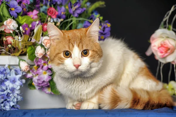 Encantador Pelirrojo Con Gato Blanco Estudio Sobre Fondo Oscuro — Foto de Stock