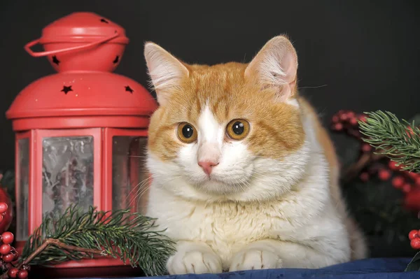 Çekici Kızıl Saçlı Stüdyoda Beyaz Bir Kedi Koyu Bir Arka — Stok fotoğraf