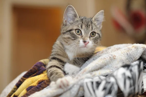 Schattig Gestreept Met Wit Katje — Stockfoto