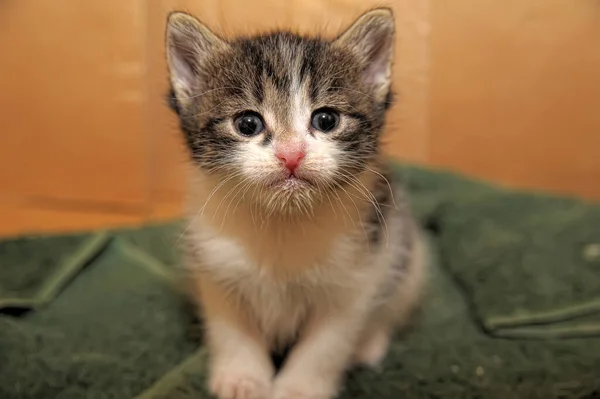 Schattig Gestreept Met Wit Katje — Stockfoto