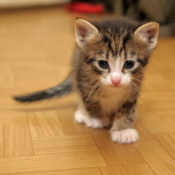 고양이 귀엽고 귀여운 고양이 — 스톡 사진
