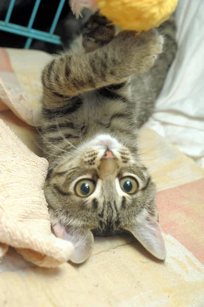 Bonito Listrado Com Branco Gatinho Mentiras Seu Costas — Fotografia de Stock