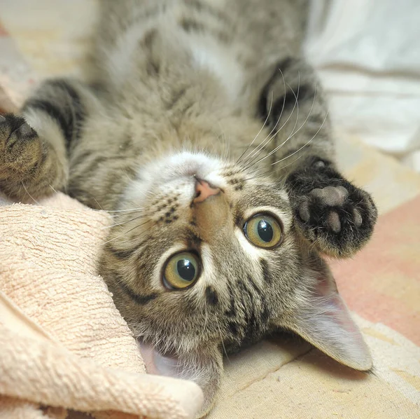 Carino Strisce Con Gattino Bianco Trova Sulla Schiena — Foto Stock